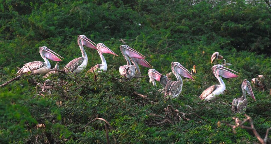 ఉప్పలపాడు పక్షుల కేంద్రం (Uppalapadu Bird Sanctuary)